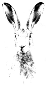 sketch of a rabbit